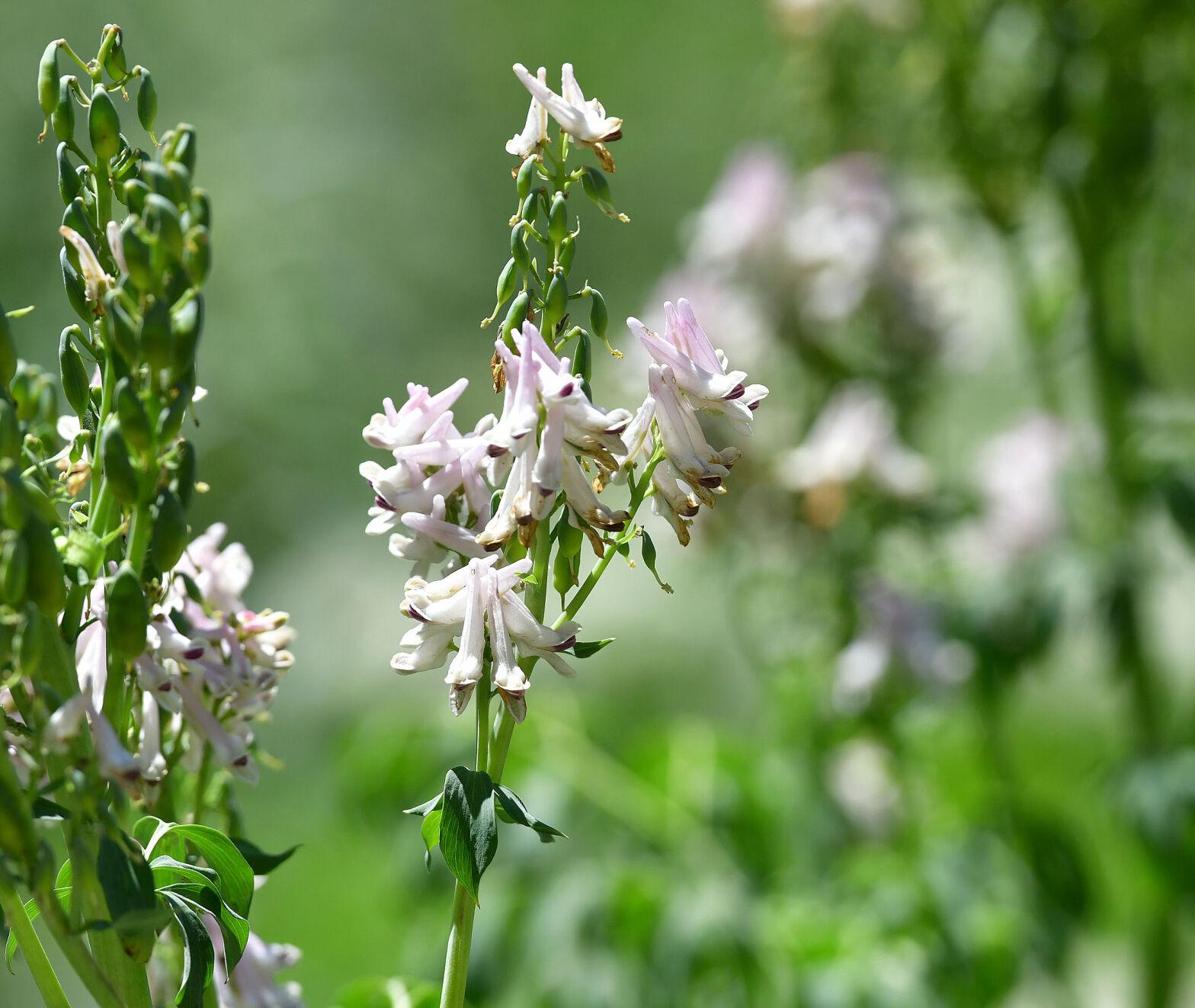 072420-news-wildflowers 22.JPG